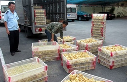 Quảng Ninh tiêu hủy hơn 1,6 tấn gà nhập lậu