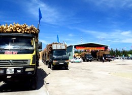 "Giấy thông hành" cho gỗ Việt Nam vào EU