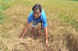 Chưa giải ngân được 79 tỷ đồng hỗ trợ nông dân sản xuất lúa bị thiệt hại 