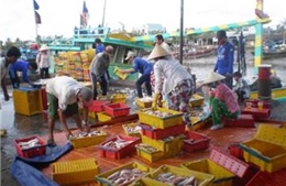 Hỗ trợ cho tổ hợp tác khai thác hải sản xa bờ