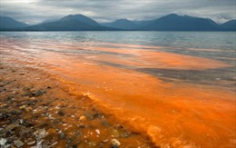 Cuba "bắt tay" Mỹ nghiên cứu tảo biển độc hại