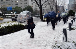 Tuyết rơi bất thường ở Tokyo vào tháng 11