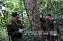 Sơn La chi trả trên 110 tỷ đồng dịch vụ môi trường rừng 