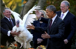 Con gà Tây cuối cùng ông Obama xá tội tại Nhà Trắng