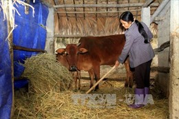 Tuyên Quang chủ động phòng, chống đói, rét cho vật nuôi 