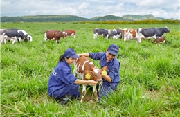 Trang trại bò sữa Organic đầu tiên đạt chuẩn Quốc tế 