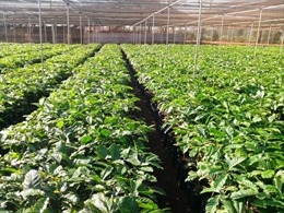 Hơn 15 triệu cây giống cà phê kháng bệnh cho nông dân