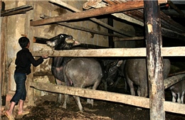 Chủ động phòng chống đói, rét cho vật nuôi