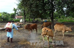Dịch lở mồm long móng tại Đắk Lắk đã được khống chế