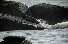 Hải cẩu xám xuất hiện tại vùng biển Bình Thuận
