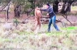 Đấm "vêu mồm" kangaroo vì dám bắt nạt chó nhà