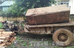 Tạm giữ xe container chở gỗ căm xe trên đường Hồ Chí Minh