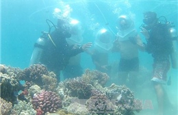 &#39;Báo động đỏ&#39; ở Khu bảo tồn vịnh biển Nha Trang - Bài cuối: Giải pháp phục hồi, bảo vệ rạn san hô 