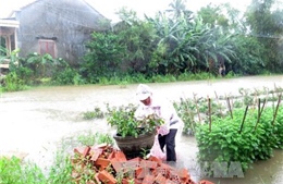 Huyện Nghĩa Hành, Quảng Ngãi ngập sâu trong lũ 