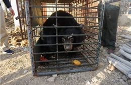 Liên tiếp phát hiện và tịch thu gấu bị nuôi nhốt bất hợp pháp