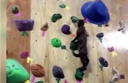 Thán phục "mèo nhện" chơi thể thao leo tường