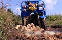 Nông dân Bình Phước lao đao vì dư thừa củ đậu 