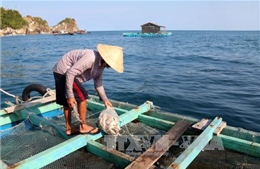 Kiên Giang: Khuyến cáo ngư dân cảnh giác với &#39;sinh vật lạ&#39; gây hại cá nuôi lồng bè 