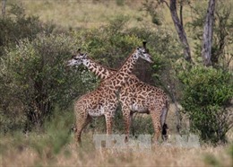 Hươu cao cổ châu Phi đứng bên bờ vực tuyệt chủng