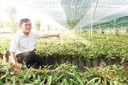 Cần đẩy nhanh tiến độ giao đất trồng cây mắc ca 