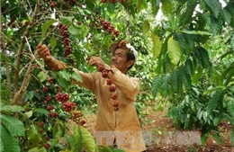 Nâng cao năng lực cạnh tranh ngành cà phê từ khâu chế biến sâu 