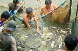 "Làm sống dậy" vựa cá đồng U Minh Thượng 