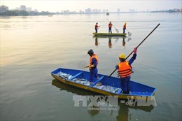 Bốn nguyên nhân khiến cá chết hàng loạt ở hồ Hà Nội
