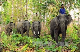 Khẩn cấp bảo tồn voi rừng Yok Don 