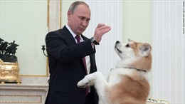 Chó cưng sủa váng phòng khi ông Putin đón khách