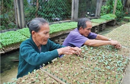 Mùa ươm rau giống ở Đại Lộc