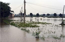 Hàng nghìn nhà dân ở Quảng Ngãi bị ngập trong nước lũ