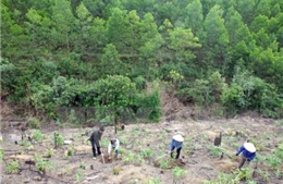 Lý giải về việc cắt giảm giao khoán rừng ở Đắk Nông