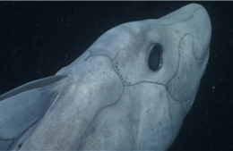"Cá mập ma" huyền thoại lần đầu xuất hiện trước máy quay