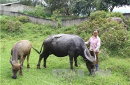 Nâng chất lượng các chương trình ủy thác tín dụng chính sách