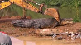 Dân làng vật lộn giải cứu cá sấu khổng lồ