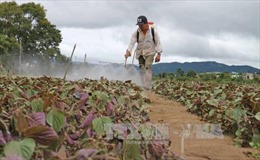  Lâm Đồng bảo đảm nguồn cung rau sạch
