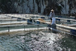 Phát triển nghề nuôi cá lồng trên vùng tái định cư