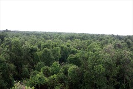 Bảo tồn đa dạng sinh học Vườn quốc gia U Minh Thượng