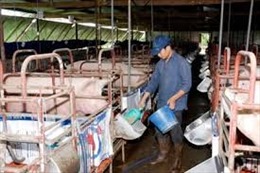 Sử dụng kháng sinh trong chăn nuôi còn bị buông lỏng