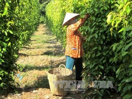 Kiên Giang cần khoảng 77.510 tỷ đồng tái cơ cấu ngành nông nghiệp