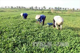 Bắc Giang siết chặt quản lý chất lượng vật tư nông nghiệp 