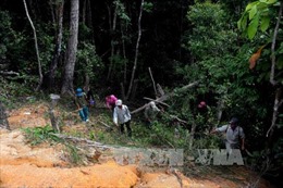 Bắt tạm giam đối tượng chủ mưu vụ phá rừng phòng hộ ở Bình Định