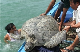 Ngư dân Thanh Hóa thả rùa quý hiếm về biển 