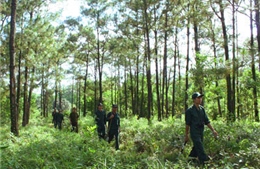 Bảo vệ và phát triển rừng bền vững