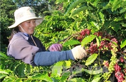 Tây Nguyên chăm sóc gần 536.000 ha cà phê sau thu hoạch