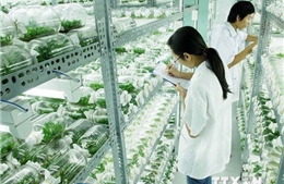 Nông nghiệp công nghệ cao hấp dẫn nhiều nhà đầu tư Việt
