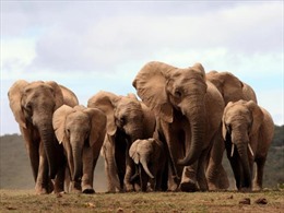 Phát hiện sốc: Bị săn trộm triền miên, voi châu Phi mất bộ gien &#39;mọc ngà&#39; 