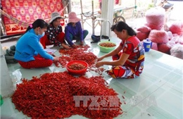Giá ớt tại Trà Vinh tăng cao kỷ lục 