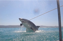 Cận cảnh cá mập trắng săn mồi bên thuyền du lịch