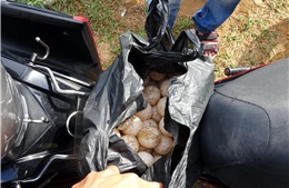 Yêu cầu khởi tố vụ án, bị can trộm 116 quả trứng vích tại Côn Đảo